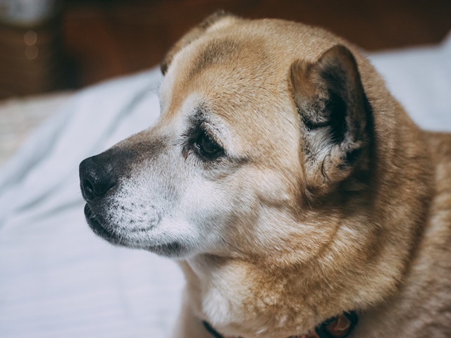 愛犬のとぼけた顔や仕草 有り余る愛にほっこり 稲村碧のすべらない話